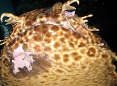 Wobbegong