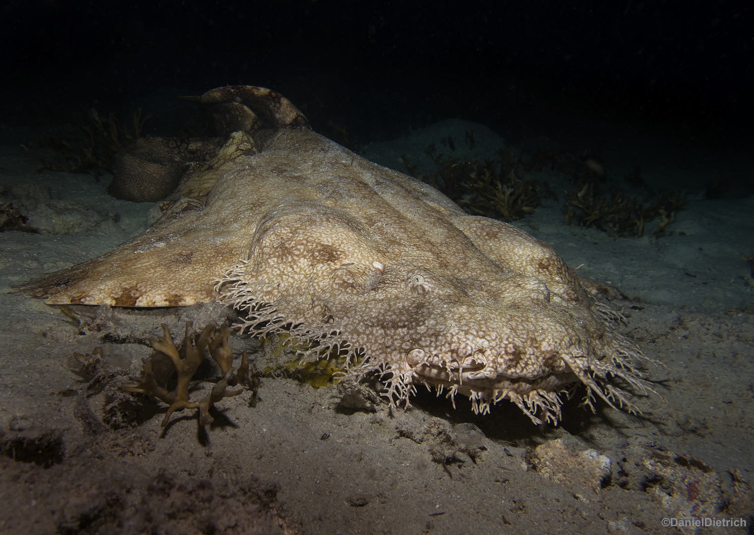 Wobbegong