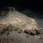 Wobbegong