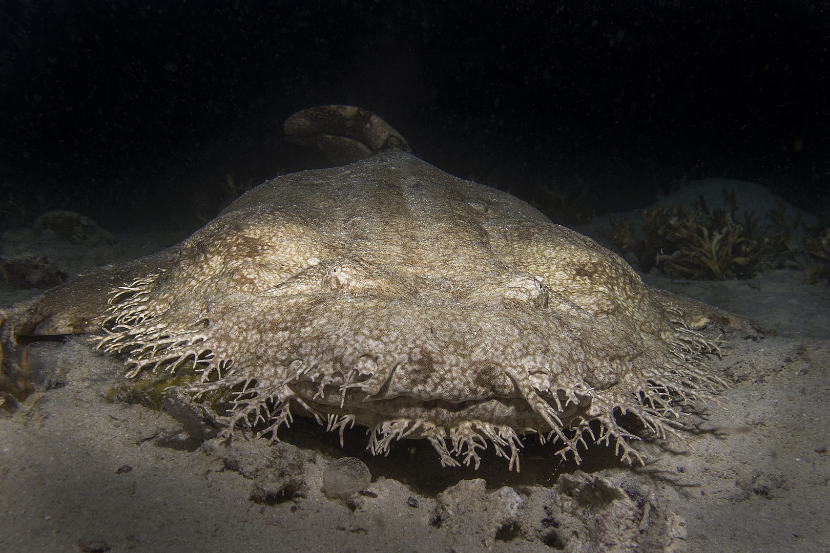 Wobbegong