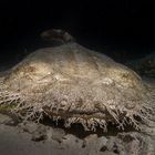 Wobbegong