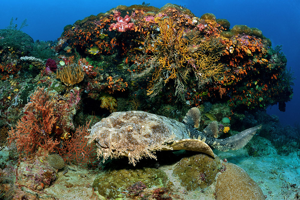 Wobbegong