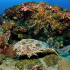 Wobbegong