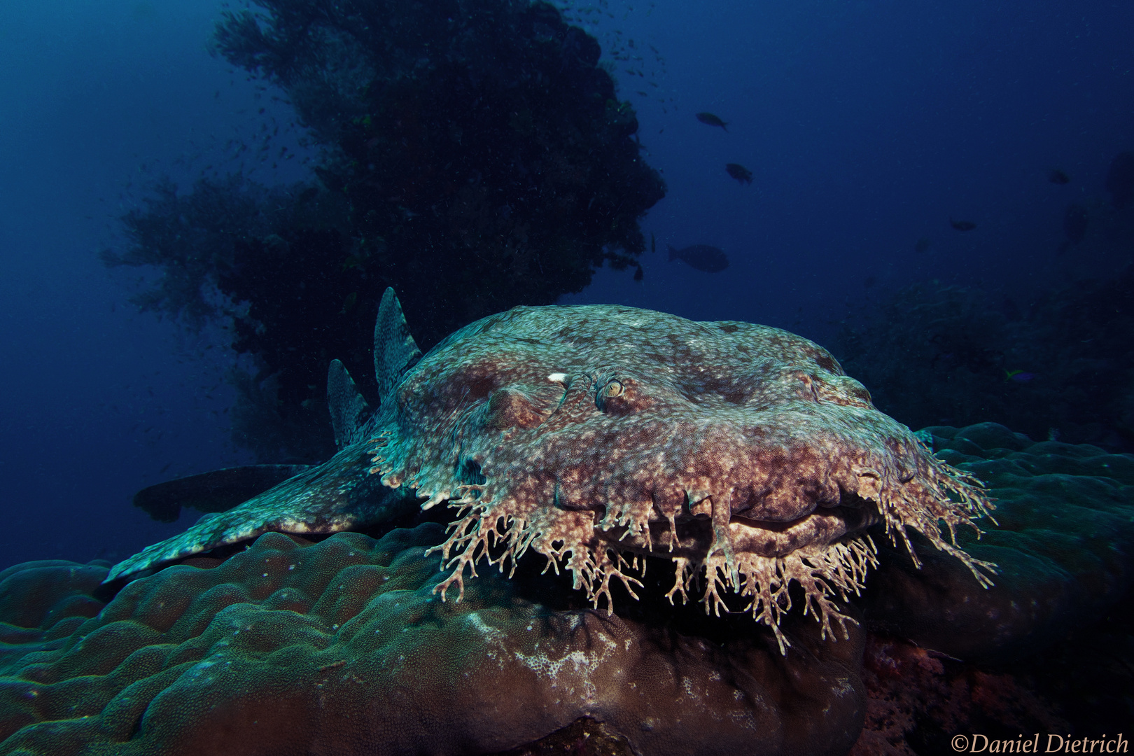 Wobbegong am Sardine Reef