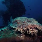 Wobbegong am Sardine Reef