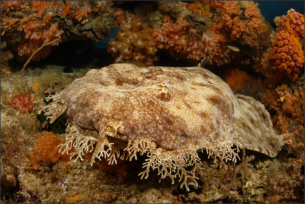 wobbegong