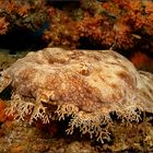 wobbegong