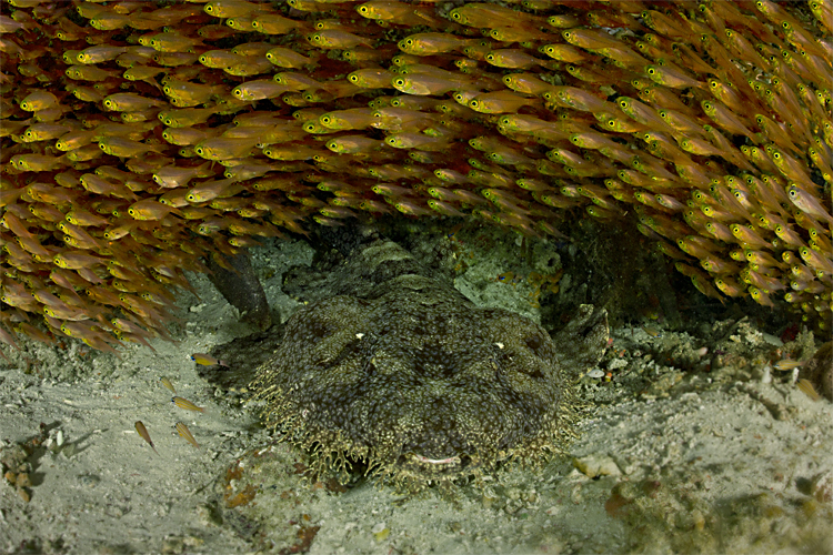 Wobbegong beneath golden rainbow