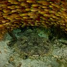 Wobbegong beneath golden rainbow