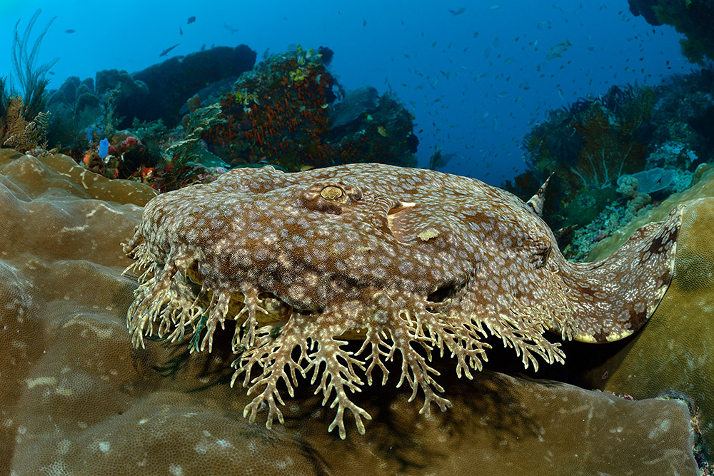 Wobbegong (Fransenteppichhai)