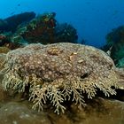 Wobbegong (Fransenteppichhai)