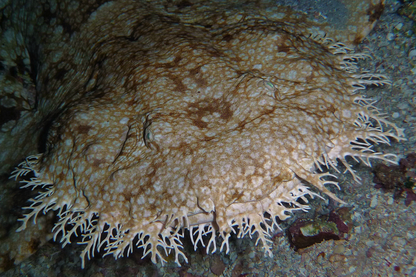 Wobbegong - Raja Ampat