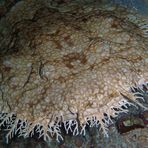 Wobbegong - Raja Ampat