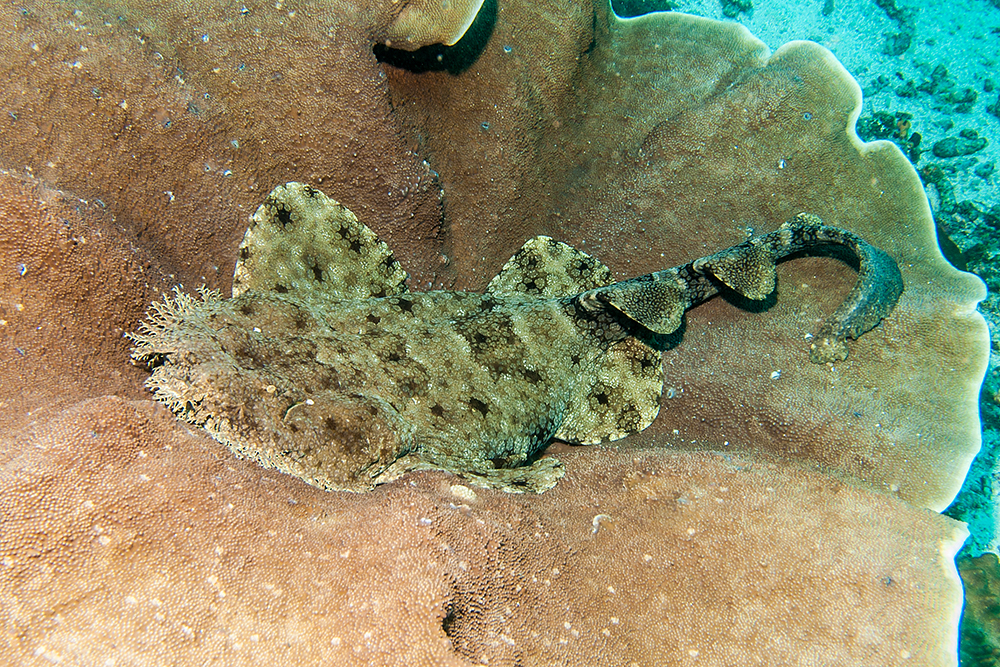 Wobbegong Shark