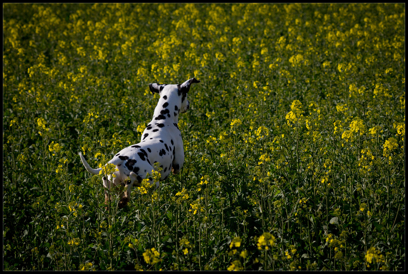 Woche #14 - Osterhase