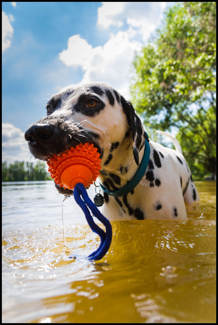 Woche #27 - Seehund