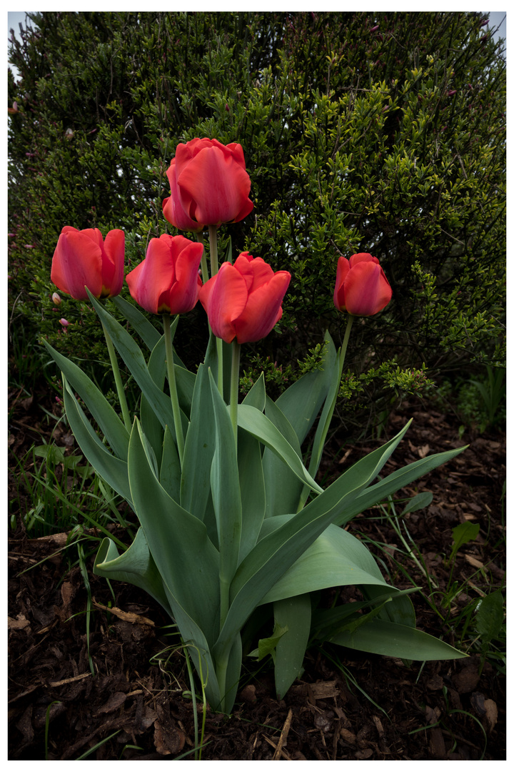 Wochen-End-Blumen