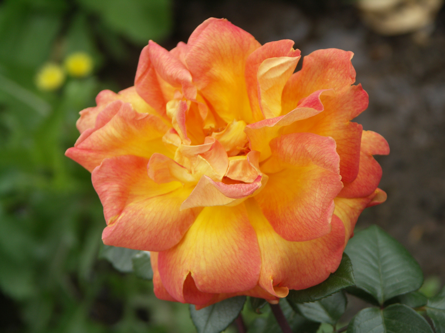 Wochenanfangsrose