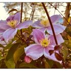 Wochenbeginn mit Clematis