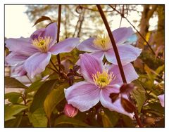 Wochenbeginn mit Clematis