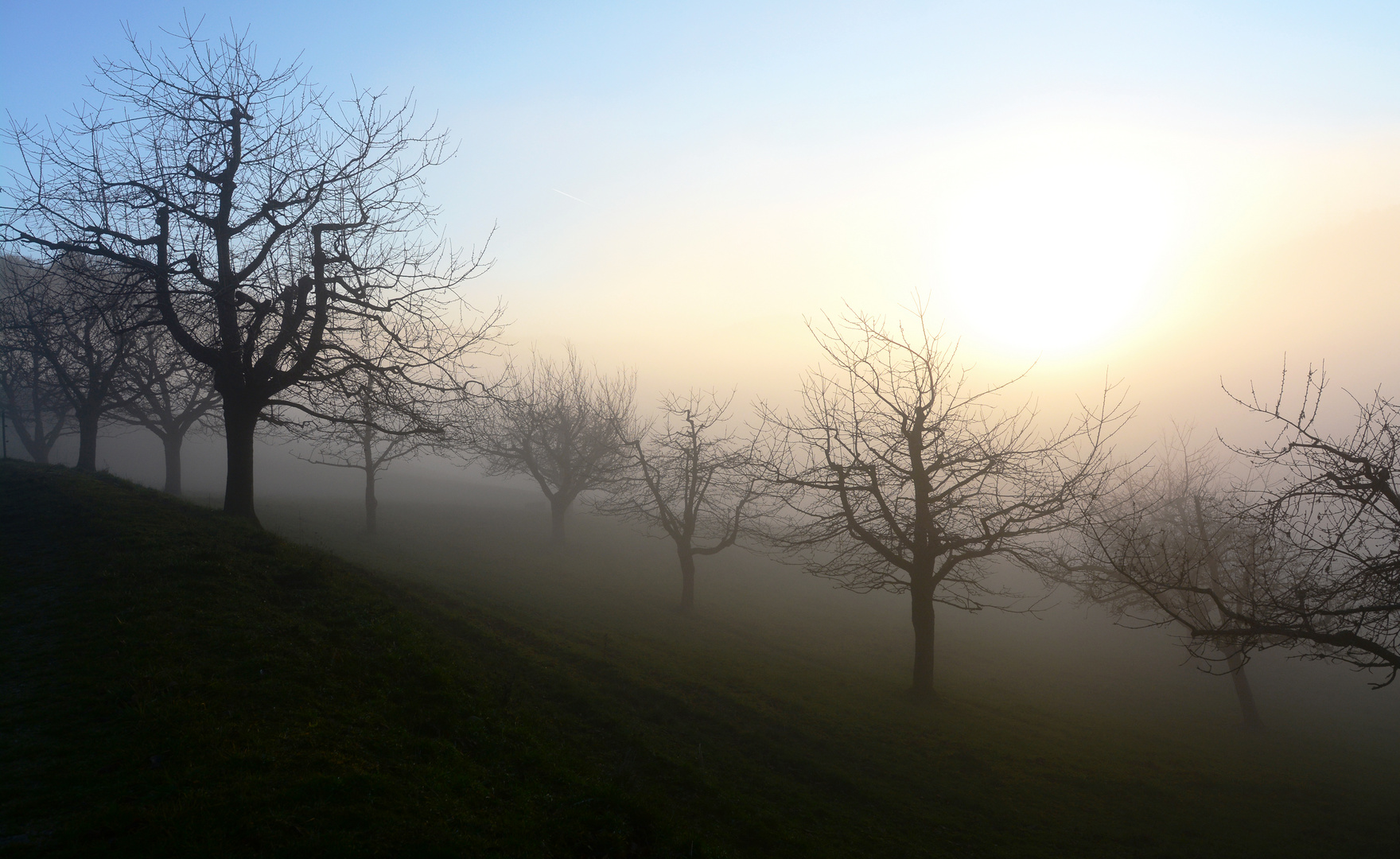 Wochenbild (20): Bäume im Nebel