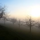 Wochenbild (20): Bäume im Nebel