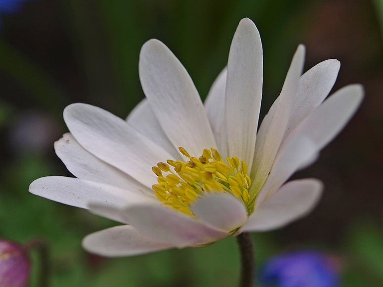 Wochenend-Blümchen