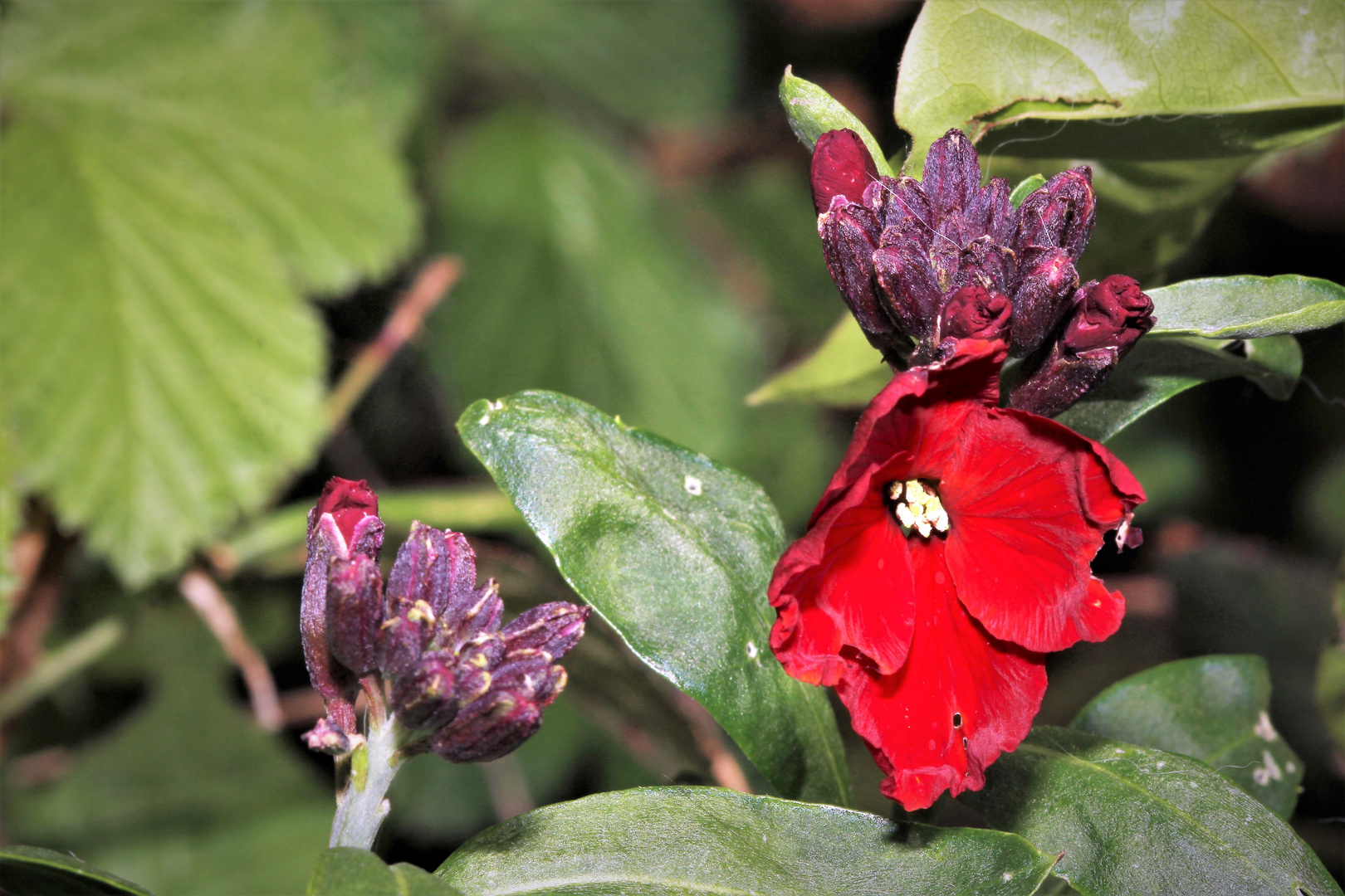 Wochenend Blümchen