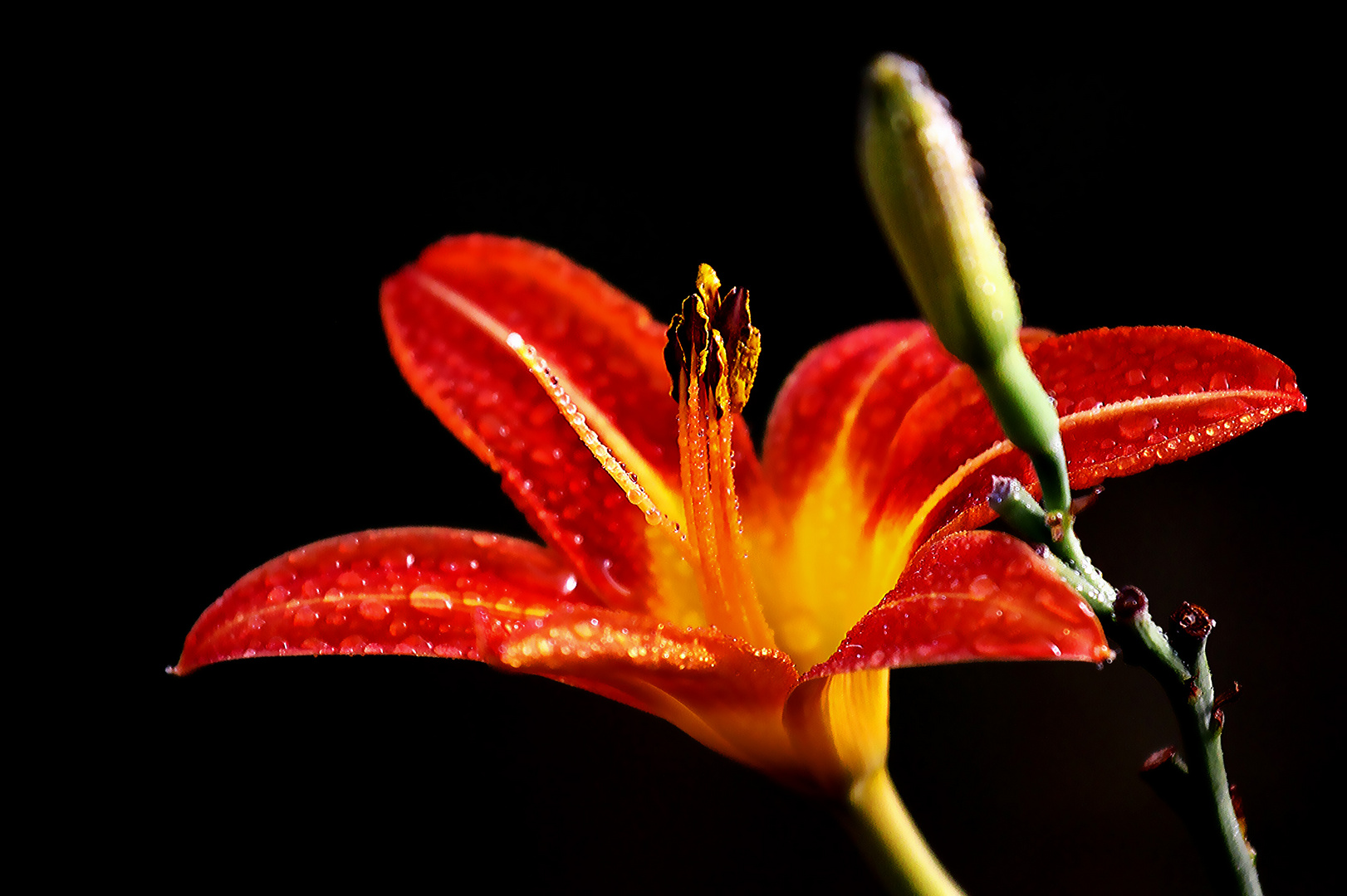 Wochenend Blüte