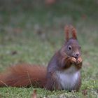 Wochenend- Hörnchen