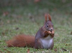 Wochenend- Hörnchen