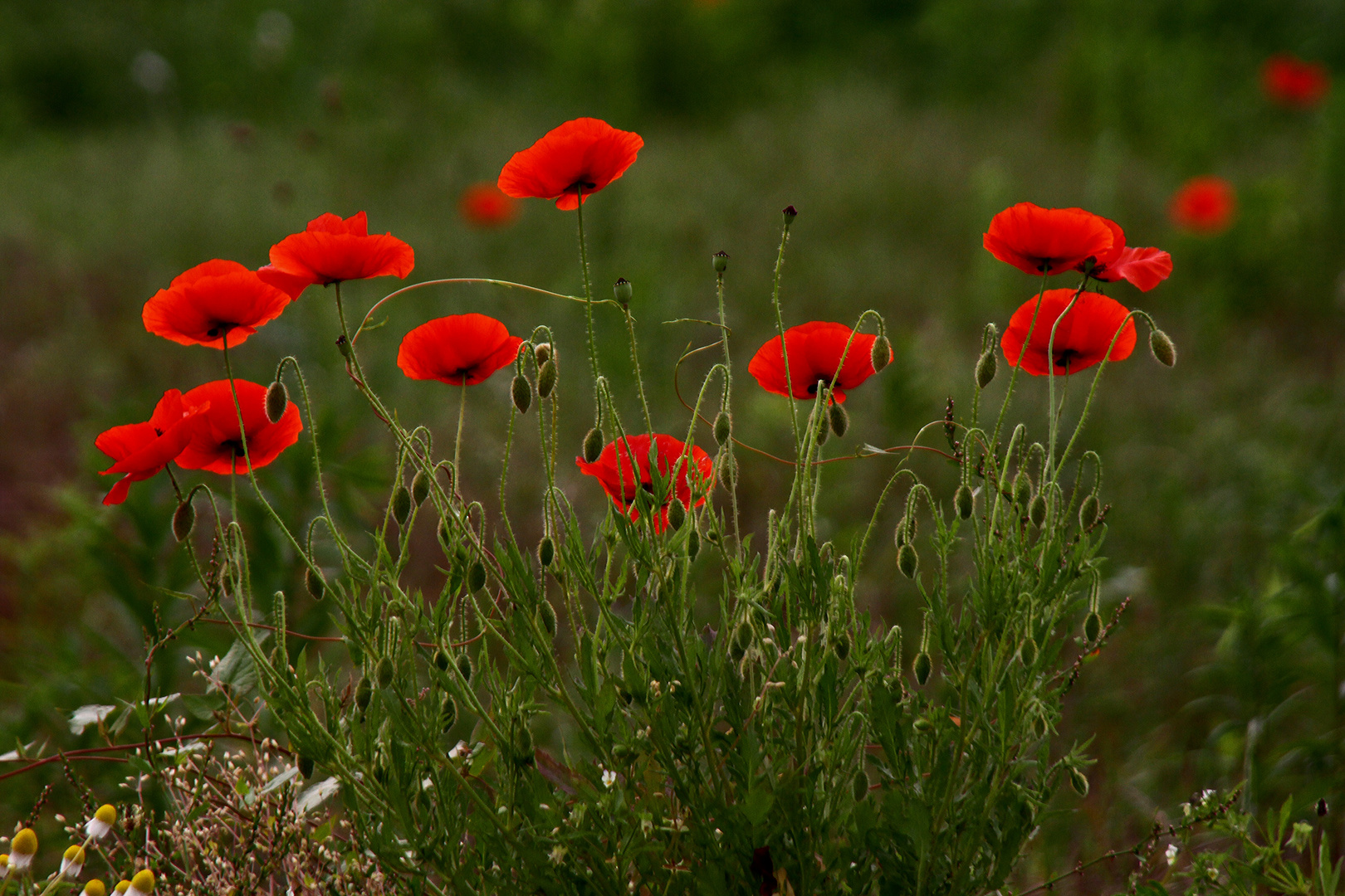 Wochenend Mohn