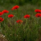 Wochenend Mohn