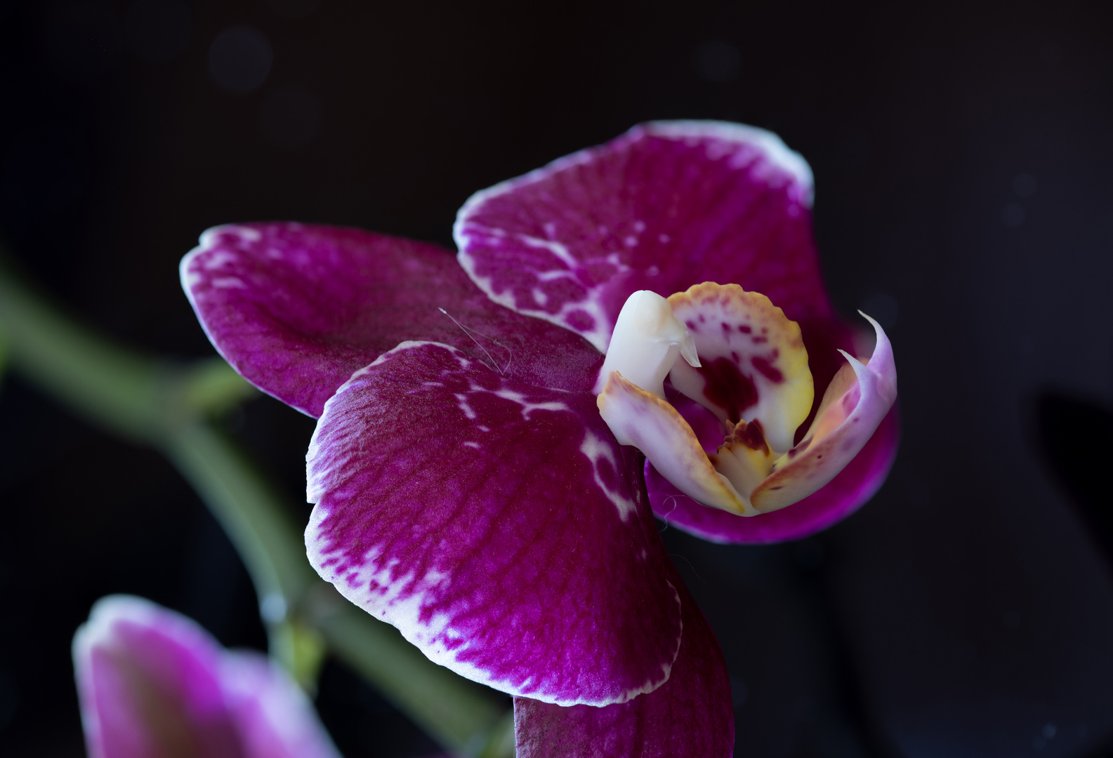 Wochenend-Orchidee