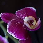 Wochenend-Orchidee