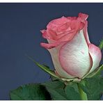 Wochenend-Rose 5