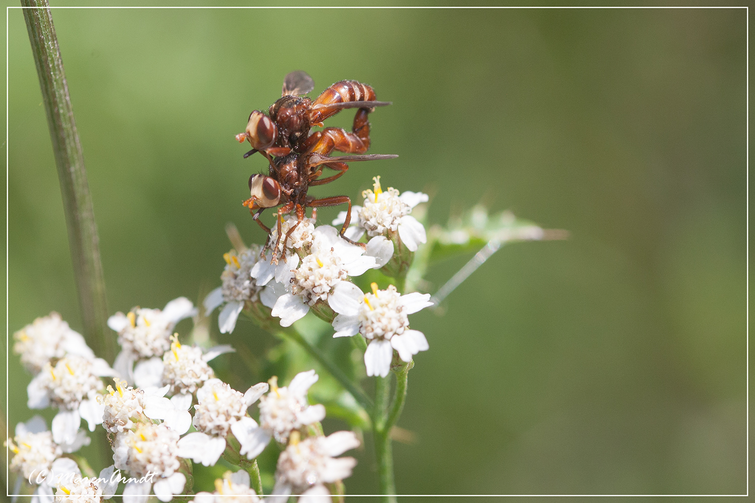 Wochenend und Sonnenschein