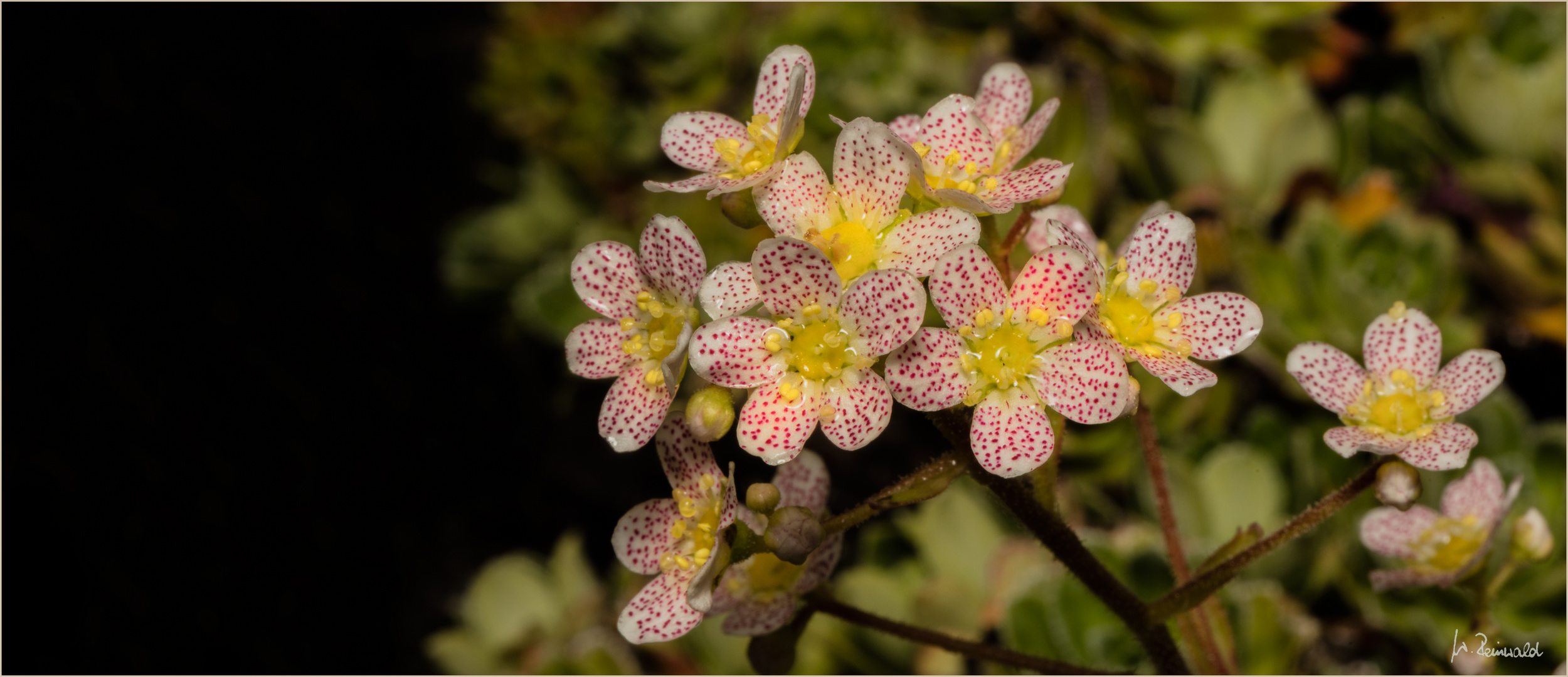 Wochenendblümchen