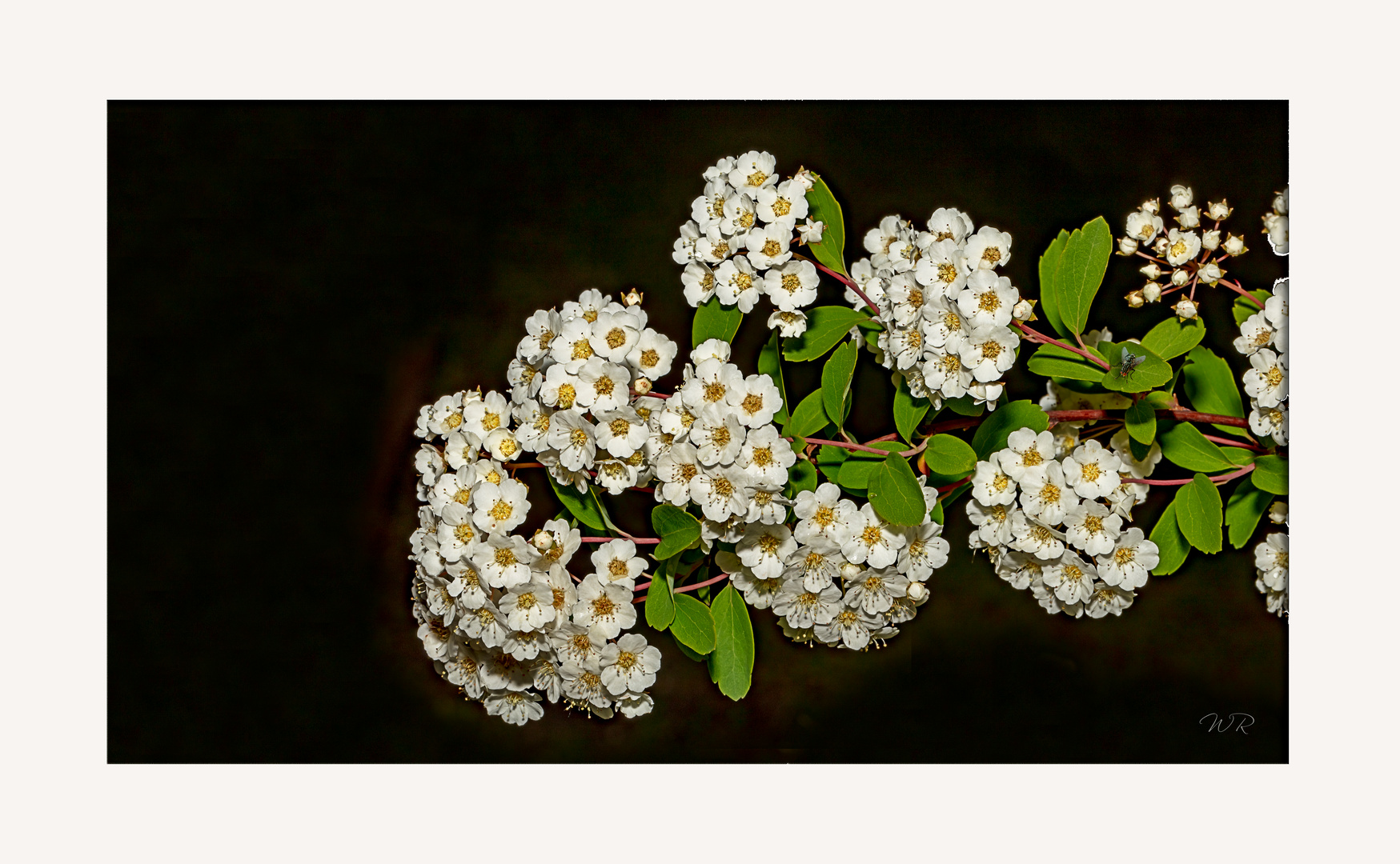 Wochenendblümchen