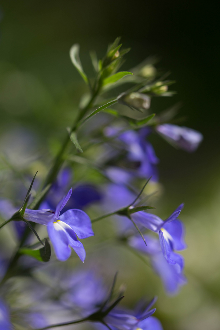 Wochenendblümchen