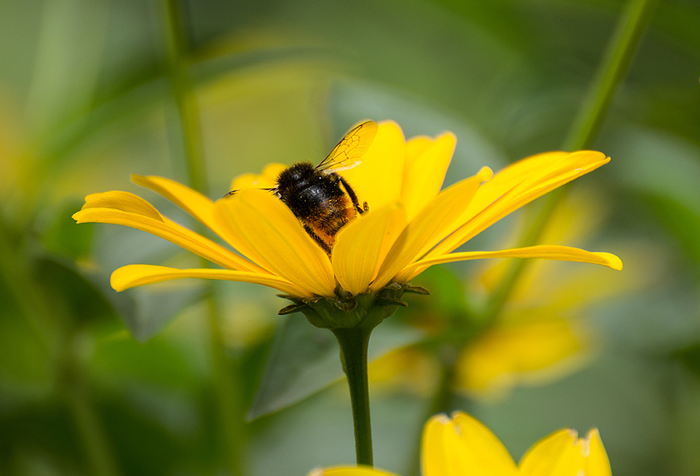 Wochenendblümchen