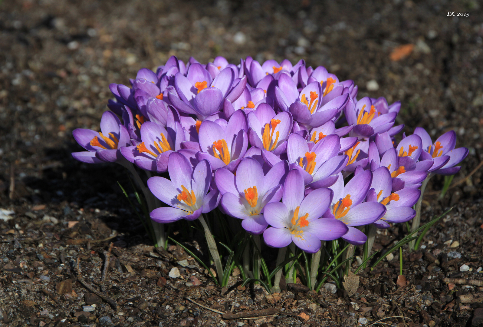 Wochenendblümchen