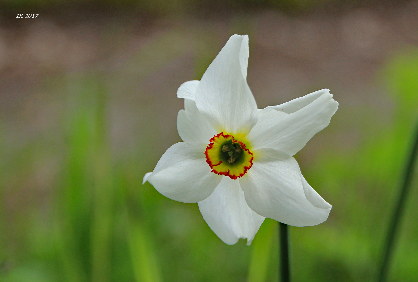 Wochenendblümchen