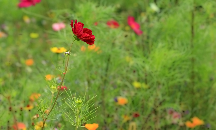 Wochenendblümchen