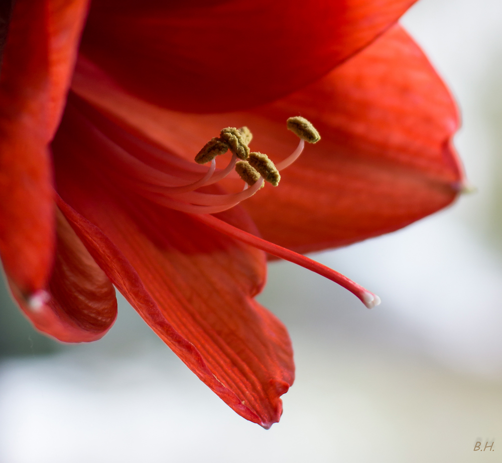 Wochenendblümchen