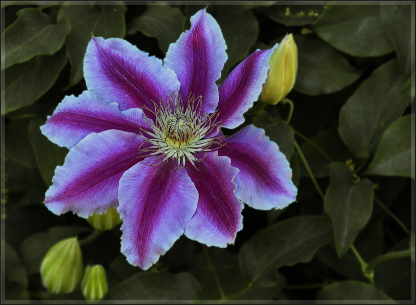 Wochenendblümchen (Clematis)