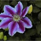 Wochenendblümchen (Clematis)