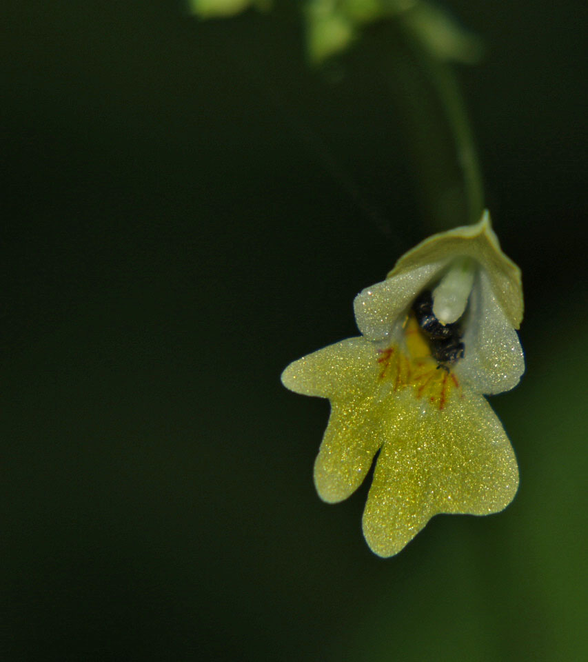 wochenendblümchen