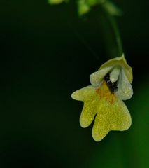 wochenendblümchen