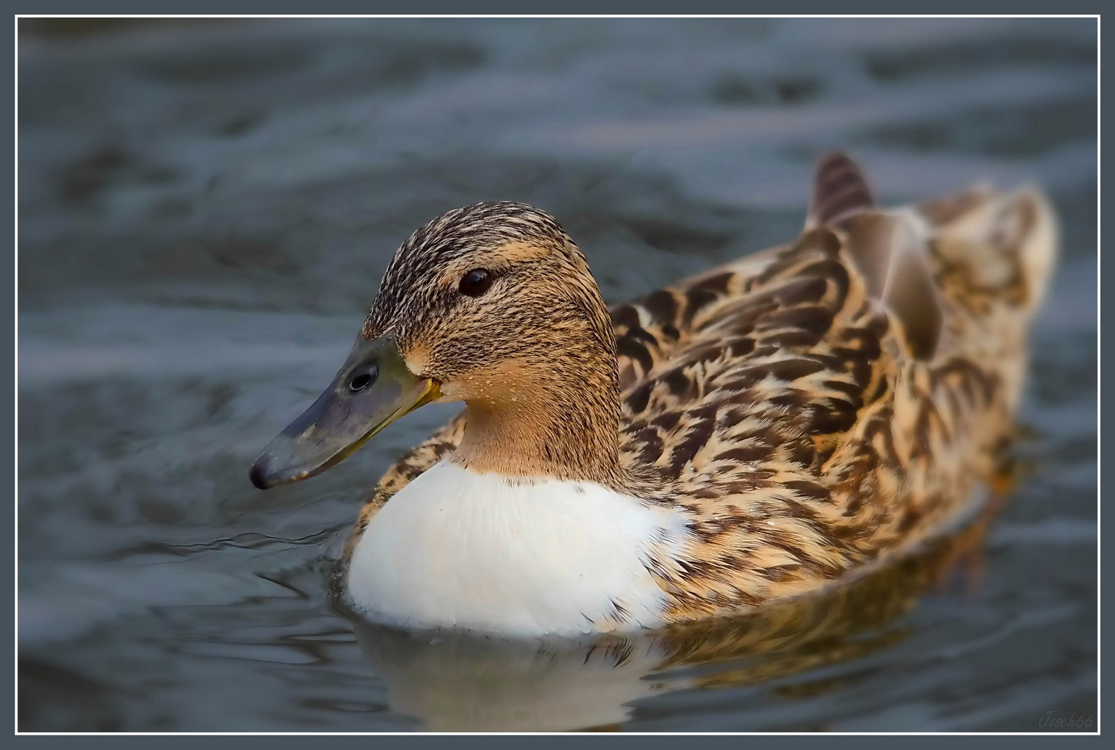 "Wochenende-Ende-Ente"